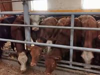 Cattle (batch, sex not specified), Limousin cow — photo 4