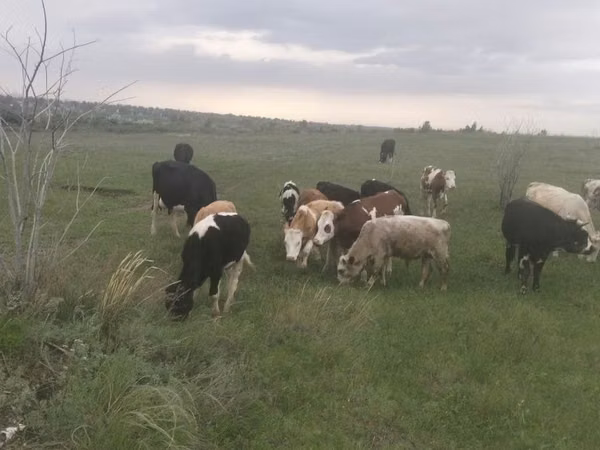 Cow, Cattle — Kazakhstan