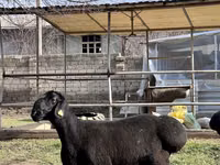 Ram, Sheep — photo 2