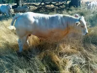 Dibi, Charolais cattle — sawirka 3