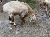 Ram, Sheep — photo 3