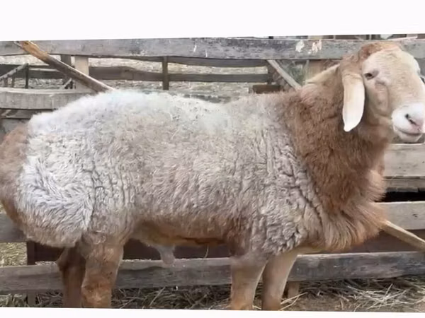 Kambing jantan, Arashan sheep — Kyrgyzstan