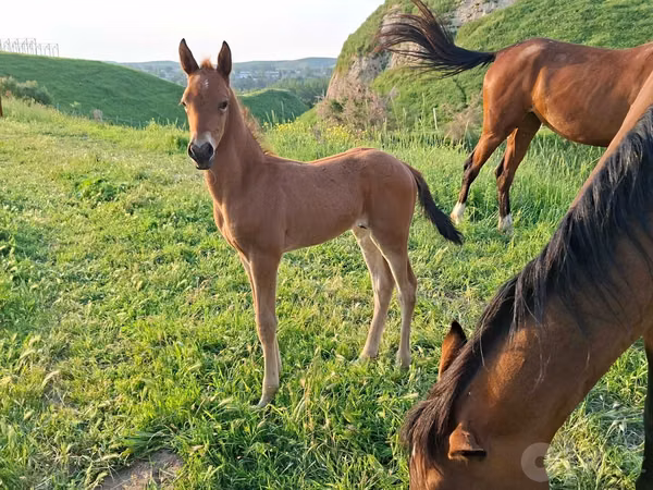 Horse (M), Akhal-Teke — Uzbekistan