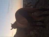 Mare, Horses — photo 3