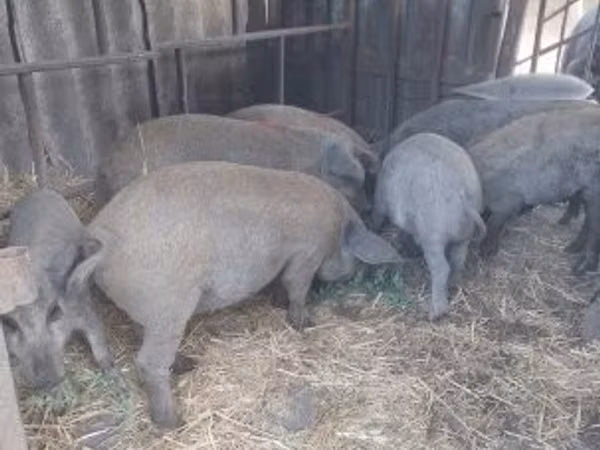 Sow,  — Hungary