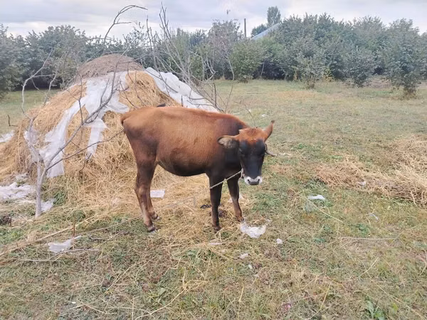 公牛, Cattle — 阿塞拜疆