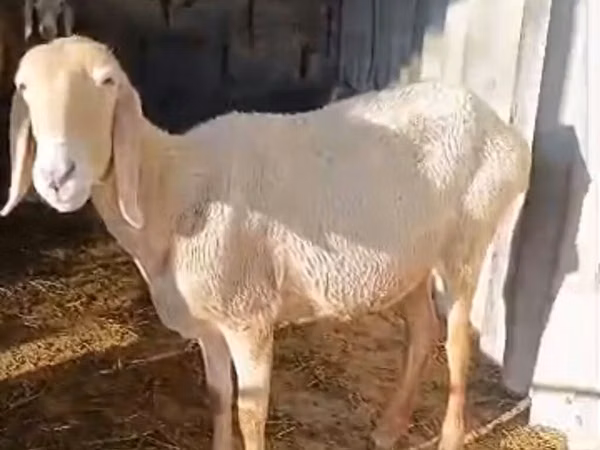 Owca, Awassi sheep — Kirgistan