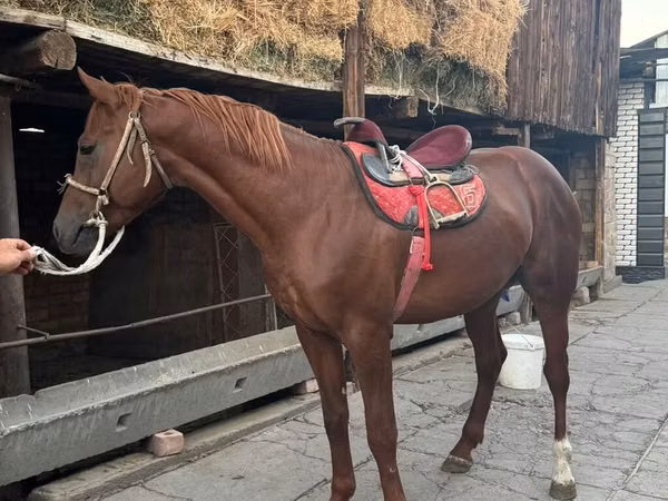 Horse (M), Horses — Kyrgyzstan