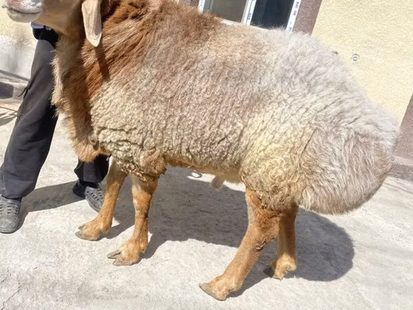 Ram, Sheep — Kyrgyzstan