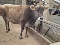 Vacă, Swiss cattle — foto 8