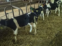 Bull, Holstein breed — photo 1