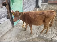 Cow, Latvian Blue cattle — photo 2
