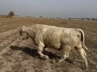 Bull, Auliekol breed — photo 4