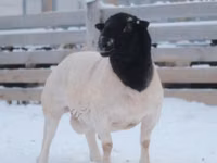Ovan, Dorper sheep — fotografija 1