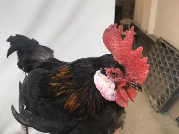 Chickens
