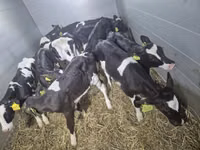 سانڈ, Simmental cattle — تصویر 2