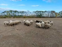Får, Merino sheep — foto 5