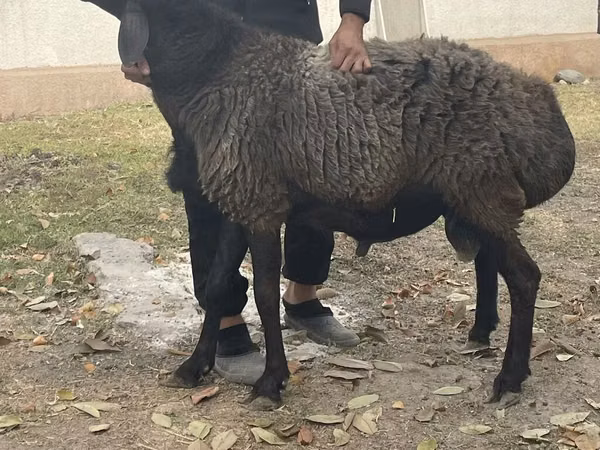 Baran, Rhon sheep