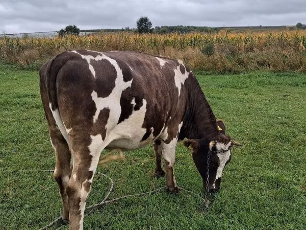 Cow, Cattle — Moldova