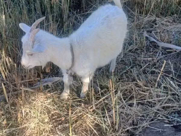 Koza, Saanen goat