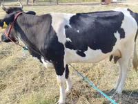 Cow, Russian Black pied cattle — photo 6