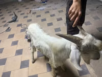 Goat, Goats — photo 4