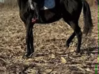 Horse (M), Hungarian horse breed — photo 1