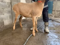 Ovca, Arashan sheep — fotografija 5
