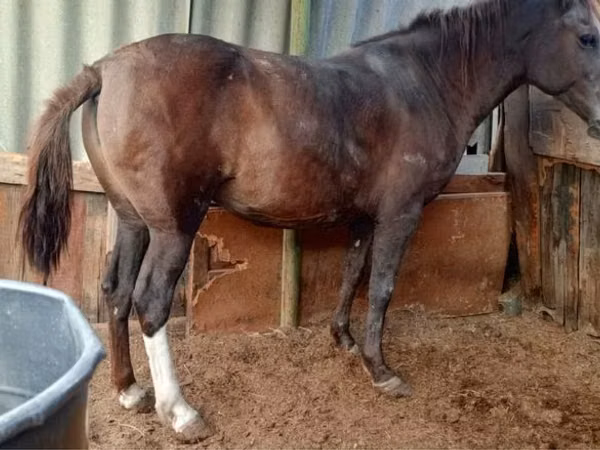 Mare, Horses — Kazakhstan