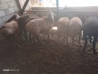 Sheep, Rhon sheep — photo 2