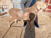 Ram, Rhon sheep — photo 2
