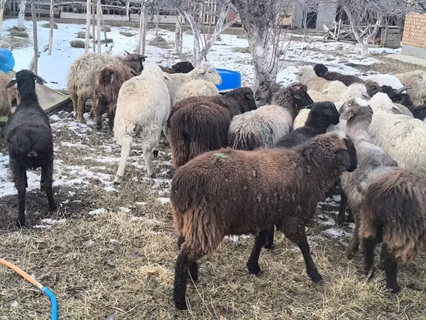 Sheep, Sheep — Kyrgyzstan