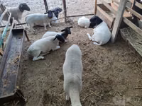 Ram, Dorper sheep — photo 7