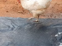 Chickens — foto 8