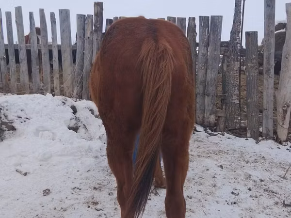 Horse (M), Russian Don — Kazakhstan