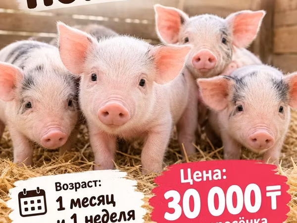 Pigs (batch, sex not specified), Pigs — Kazakhstan