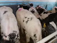 Sığır (parti, cinsiyet belirtilmedi), Simmental cattle — foto 4