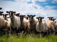 Ovan, Romanov sheep — fotografija 2