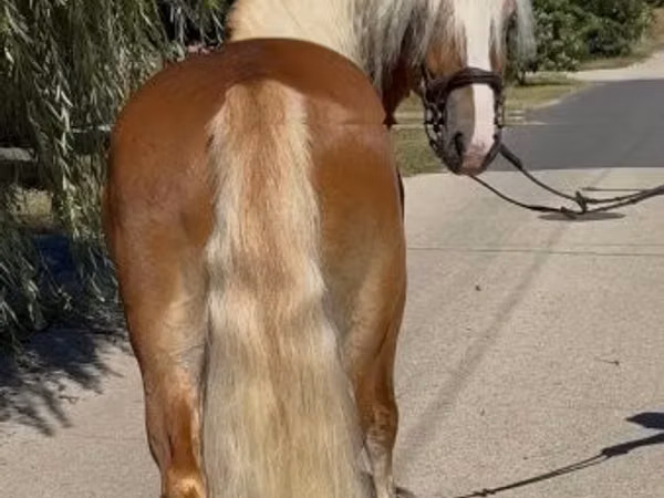 Kuda jantan, Haflinger — Hungary