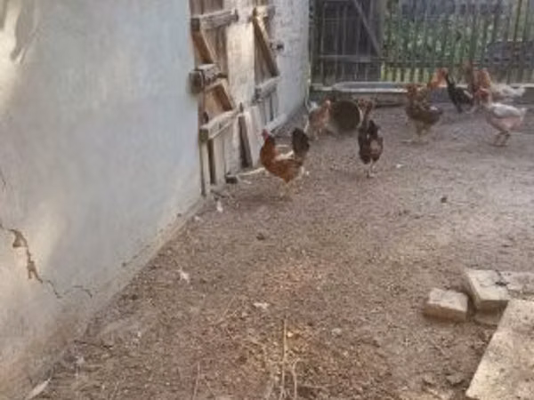 Chickens — Węgry