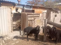 Baran, Ordabasy sheep — zdjęcie 1