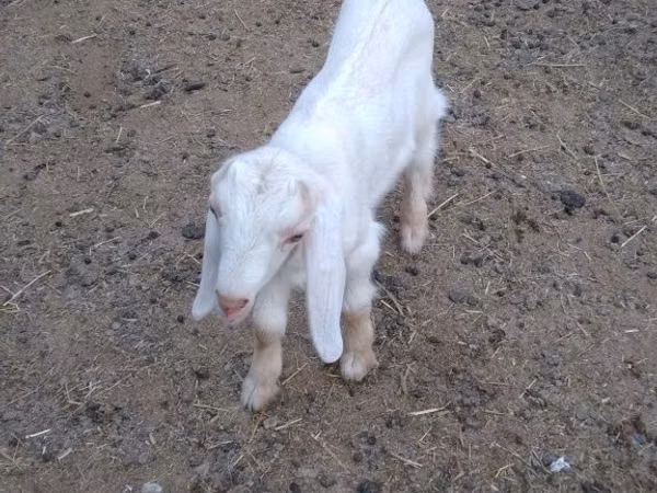 بز نر, Nubian Goat