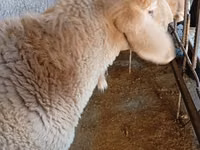 Ovan, Arashan sheep — fotografija 4