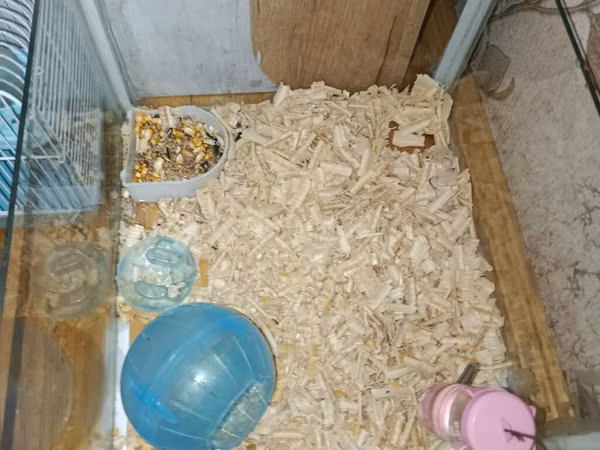 Hamster üçün akvarium və qəfəs dəsti Məhsul tərkibi: - Şüşə akvarium