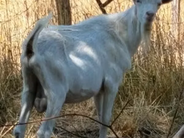 بز ماده, بز