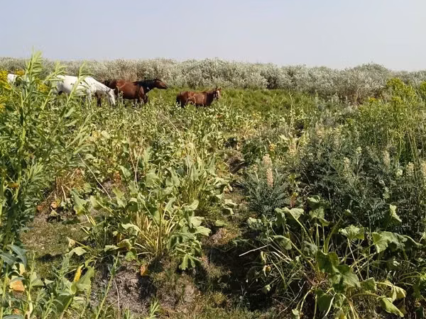 Horse (M), Horses — Kazakhstan