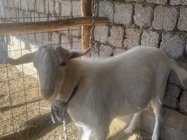 Jarac, Saanen goat — Узбекистан