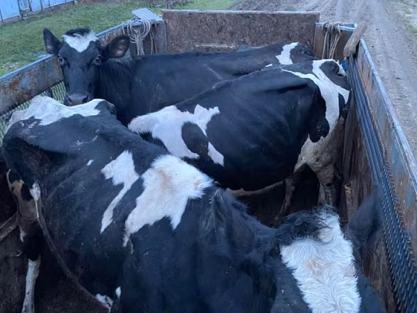 सांड, Russian Black pied cattle — मॉल्डोवा