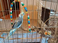 Nimfa (cockatiel) cütlüyü və qəfəs dəsti Məhsulun tərkibi: - 2 ədəd — foto 1