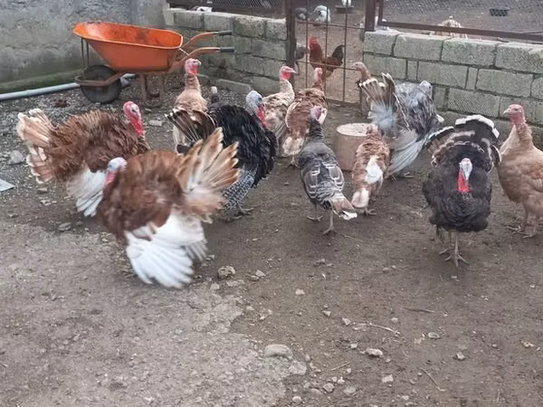 Turkeys